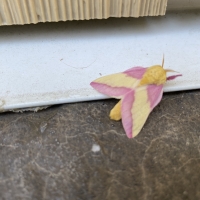 kind moth