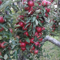 apple picking northeastern pa